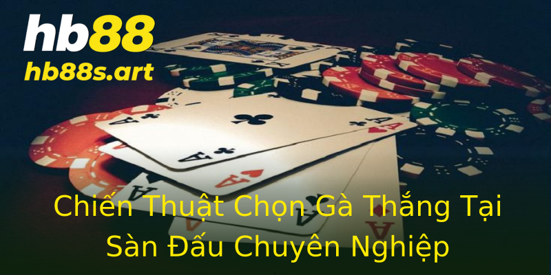 Chiến Thuật Chọn Gà Thắng Tại Sàn Đấu Chuyên Nghiệp